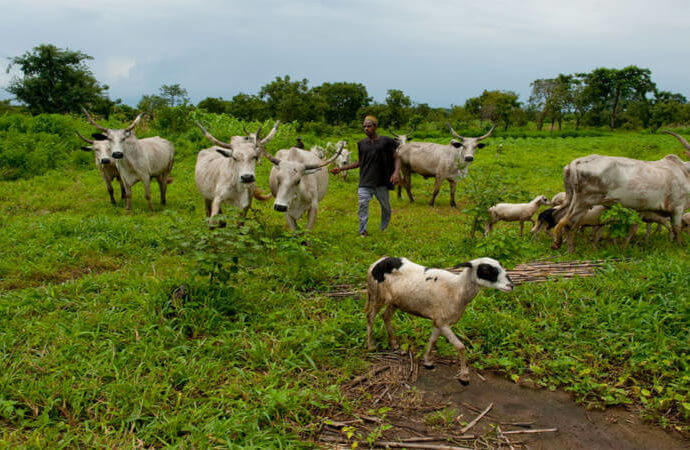 herdsmen-grazing-